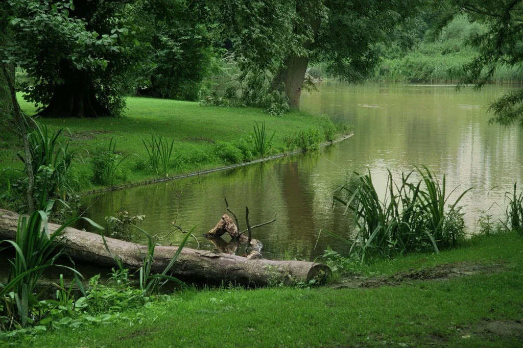 Uno specchio d'acqua del Vondelpark tra prati e grandi alberi, con un tronco caduto in primo piano