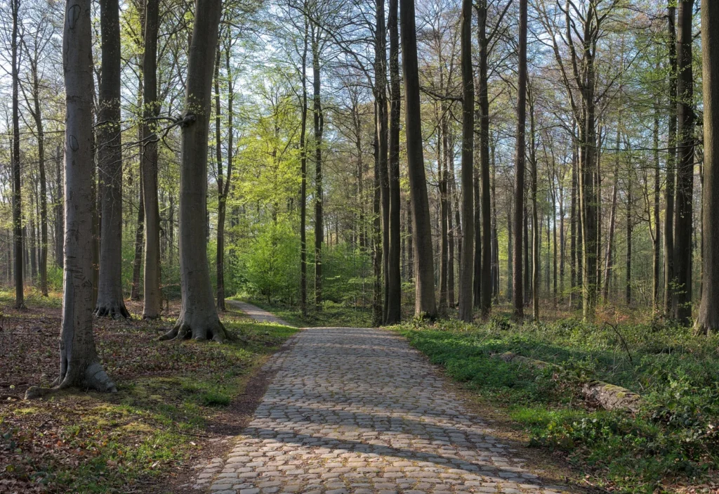 Sentiero lastricato tra i faggi della Foresta di Soignes in primavera
