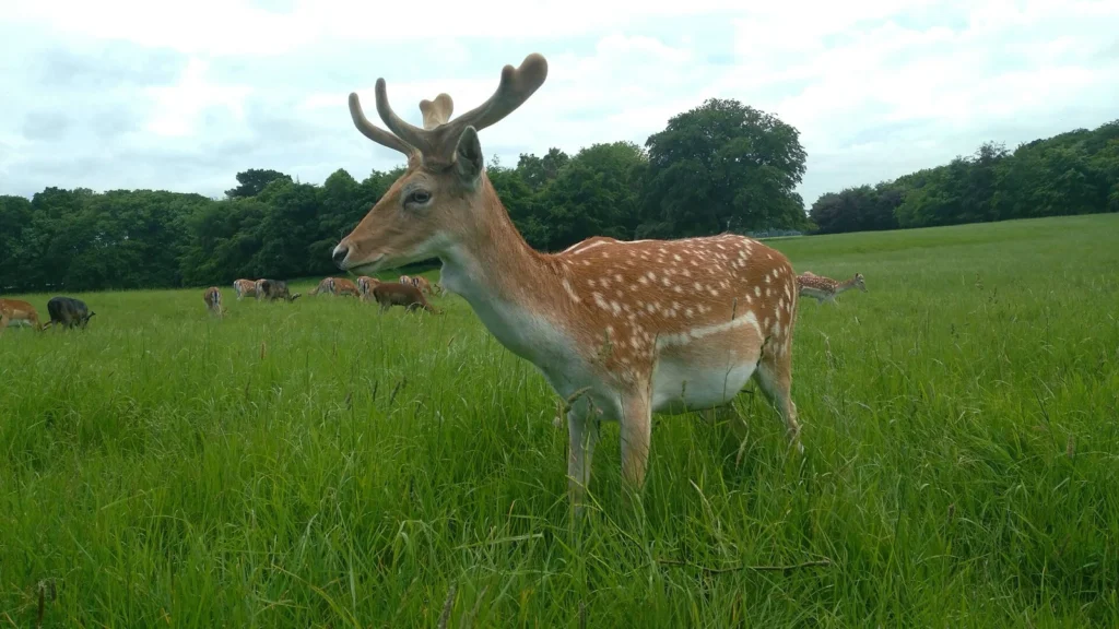 Un daino maschio con le corna su un prato del Phoenix Park di Dublino, con altri daini e alberi sullo sfondo